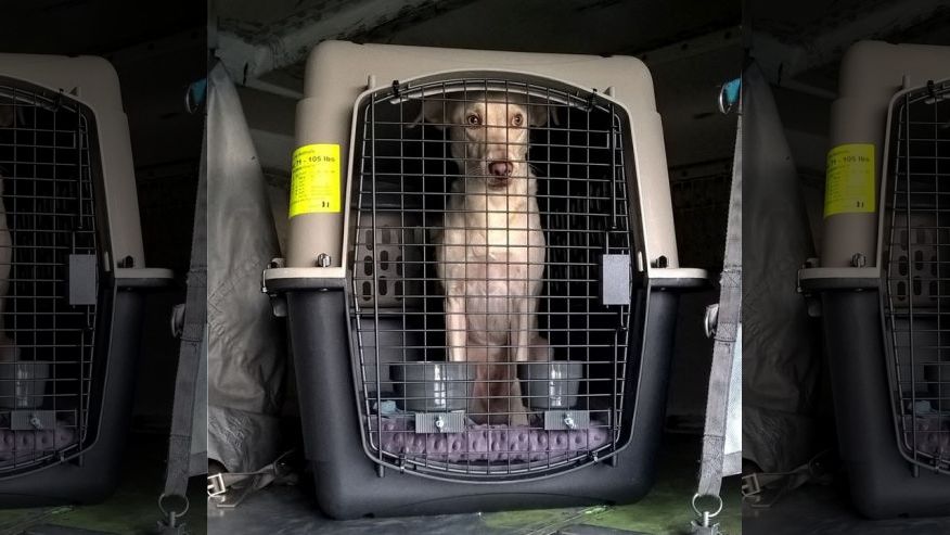 2arrestedafterheroinfoundhiddenindogcrateatkennedyairport